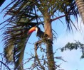 /album/galeria-de-fotos/tucano-jpg/